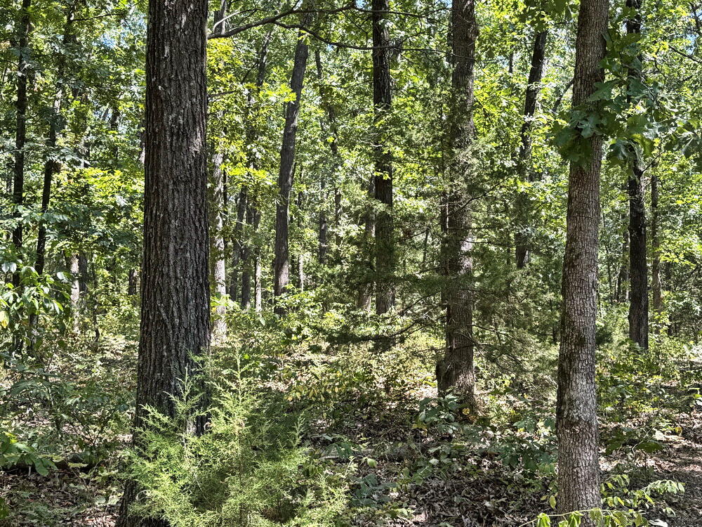 0 Southeast 871 Road Collins, MO 64738 - Photo 20 of 26 20