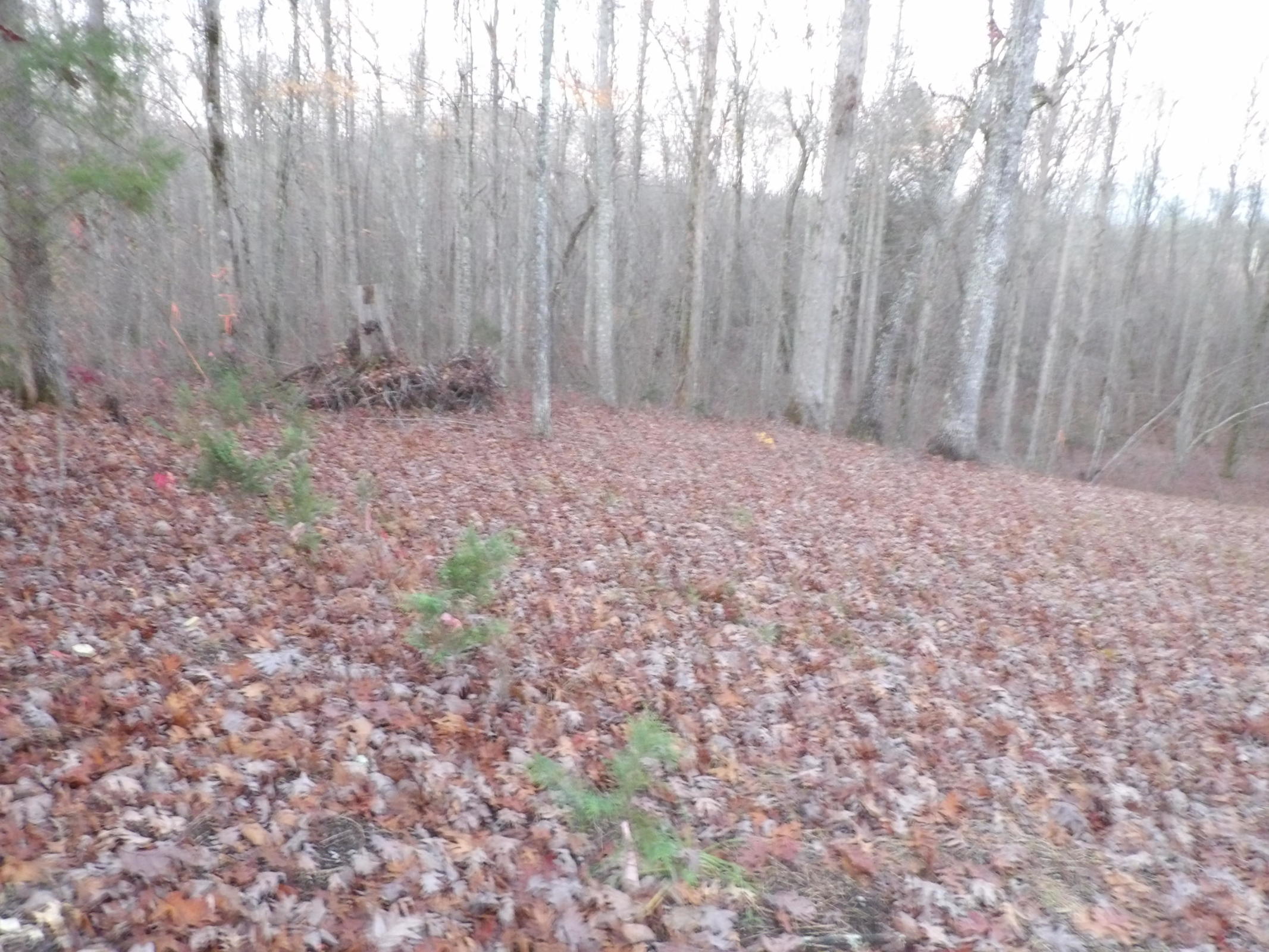 0 Mount Laurel Road, Unit 1 Pikeville, TN 37367 - Photo 2 of 20 20201113201840517763000000-o
