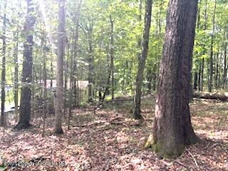 1171 Heart Lake Road Montrose, PA 18801 - Photo 6 of 56 a backyard of a house with lots of green space