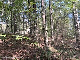 1171 Heart Lake Road Montrose, PA 18801 - Photo 8 of 56 a view of a tree