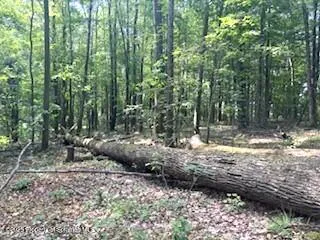 a view of a park with large trees