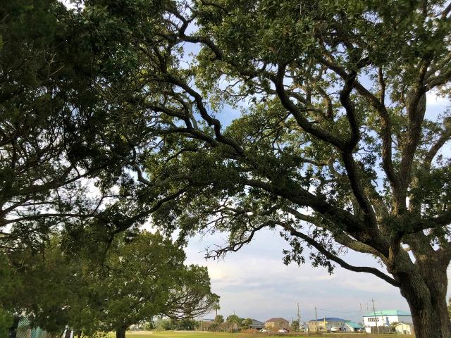 23 Battery Park Road Edisto Island, SC 29438 - Photo 9 of 100 8a