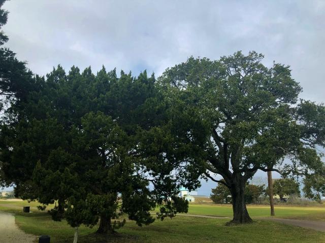 23 Battery Park Road Edisto Island, SC 29438 - Photo 87 of 100 83