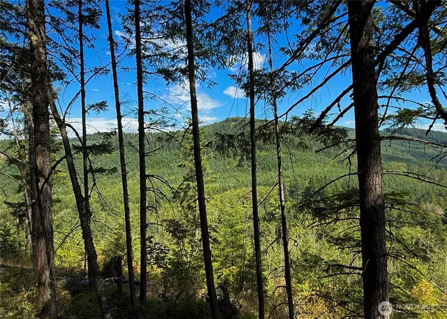 a view of a bunch of trees and bushes
