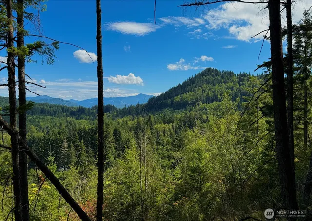 a view of a yard with plants