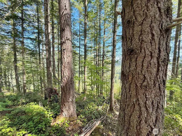 a view of a yard with plants and trees