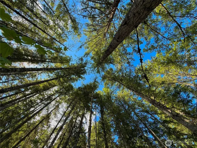 a close up of a tree