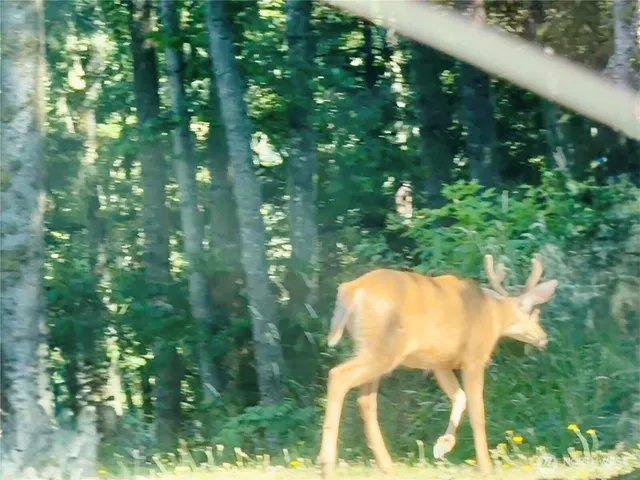 $124,900 | 49923 146th Avenue East, Eatonville, WA 98328