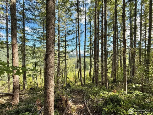 a view of a tree with a tree