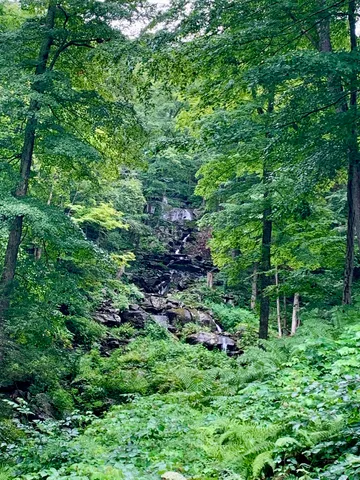 a view of a lush green forest