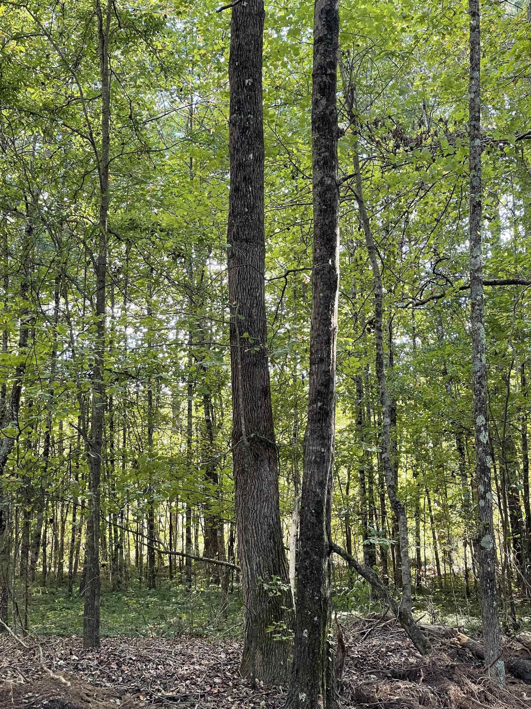 Lot 3 Dowler Drive Inman, SC 29349 - Photo 9 of 11 Gallery Image 9