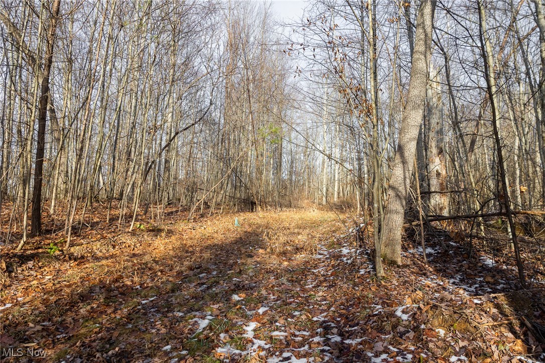 9 County Road New Matamoras, OH 45767 - Photo 24 of 48 View of wooded area