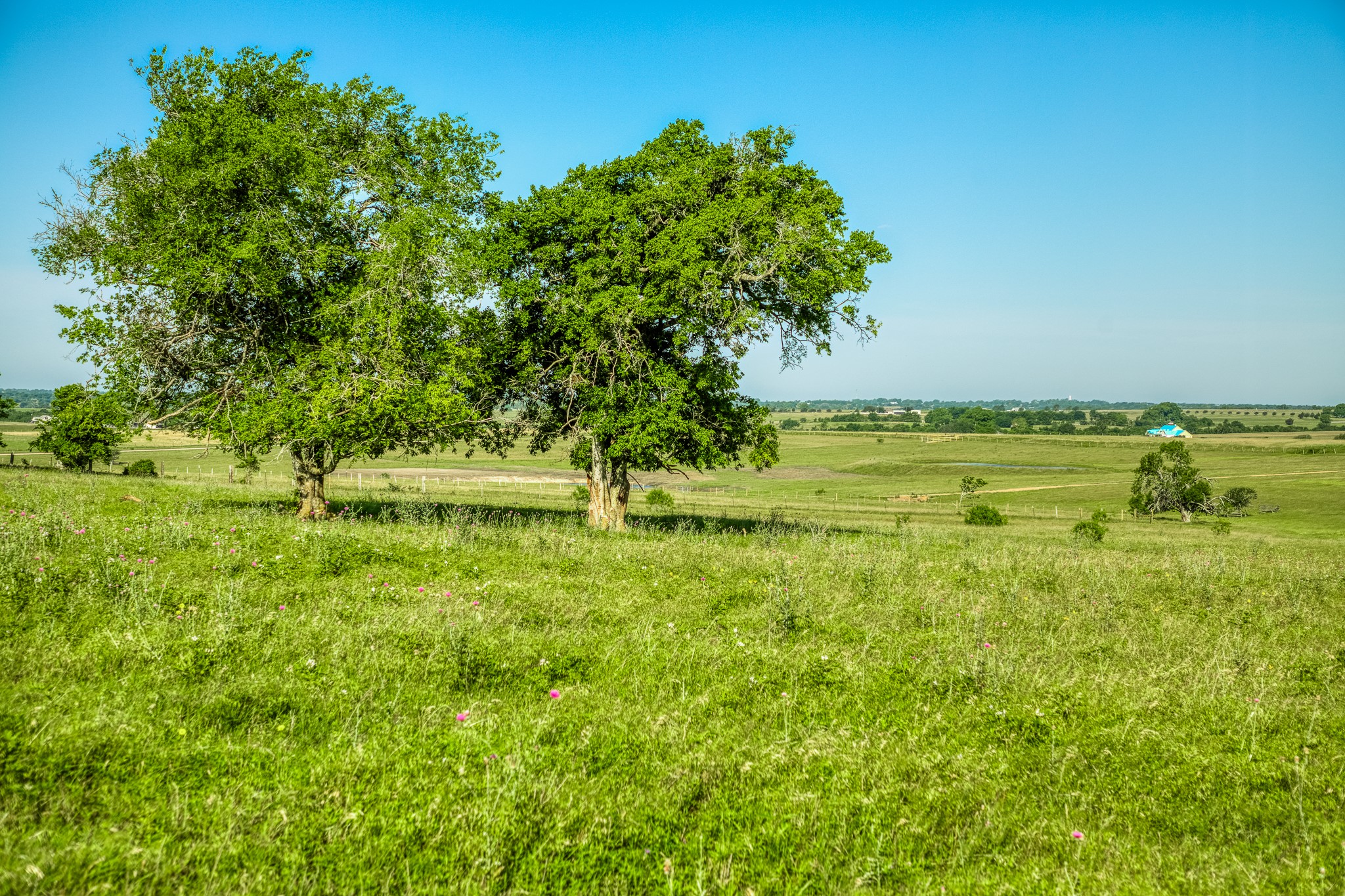5005 Fuchs Road Burton, TX 77835 - Photo 4 of 12 a view of a garden with an trees
