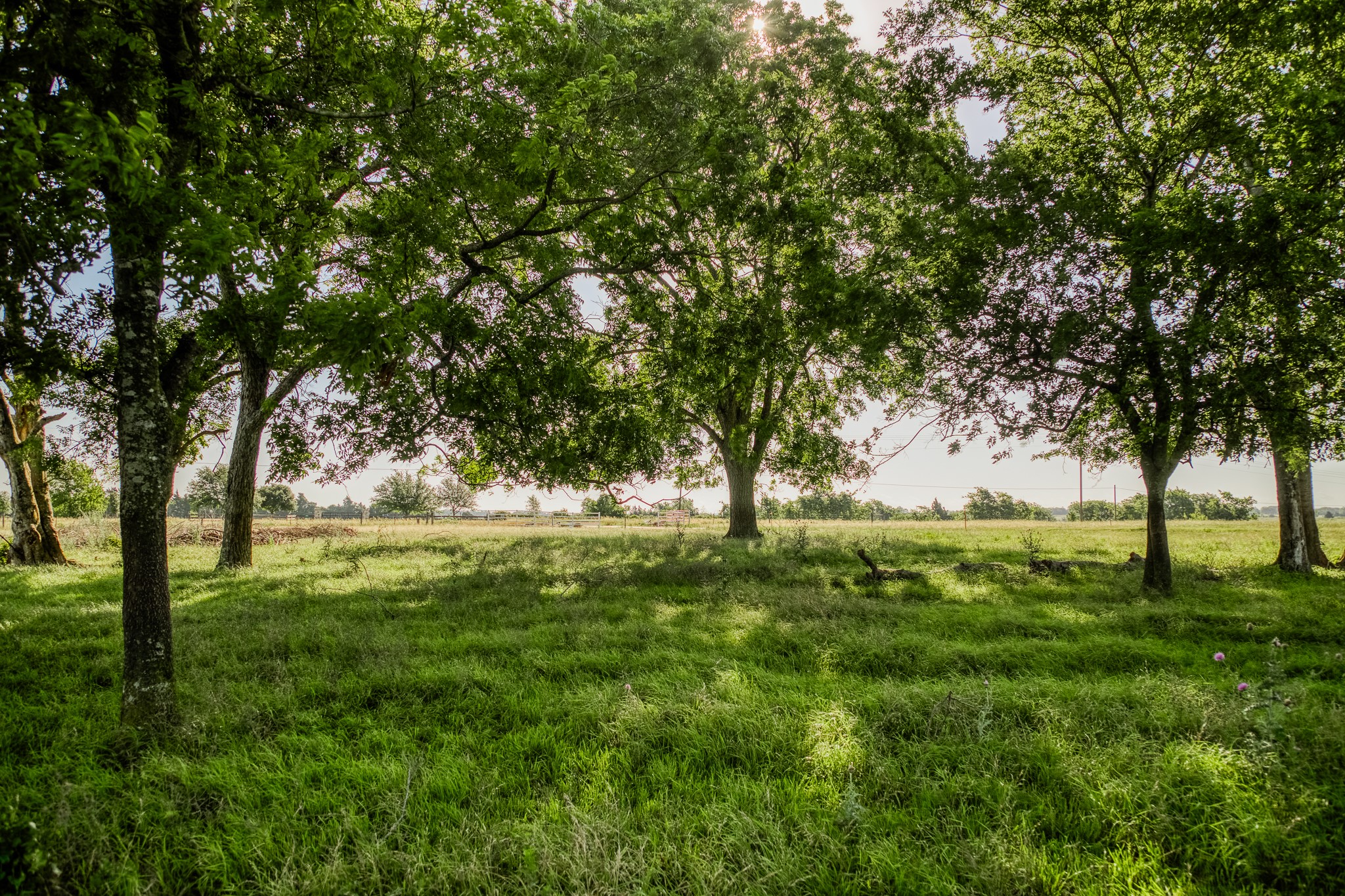 5005 Fuchs Road Burton, TX 77835 - Photo 8 of 12 a view of backyard with large trees
