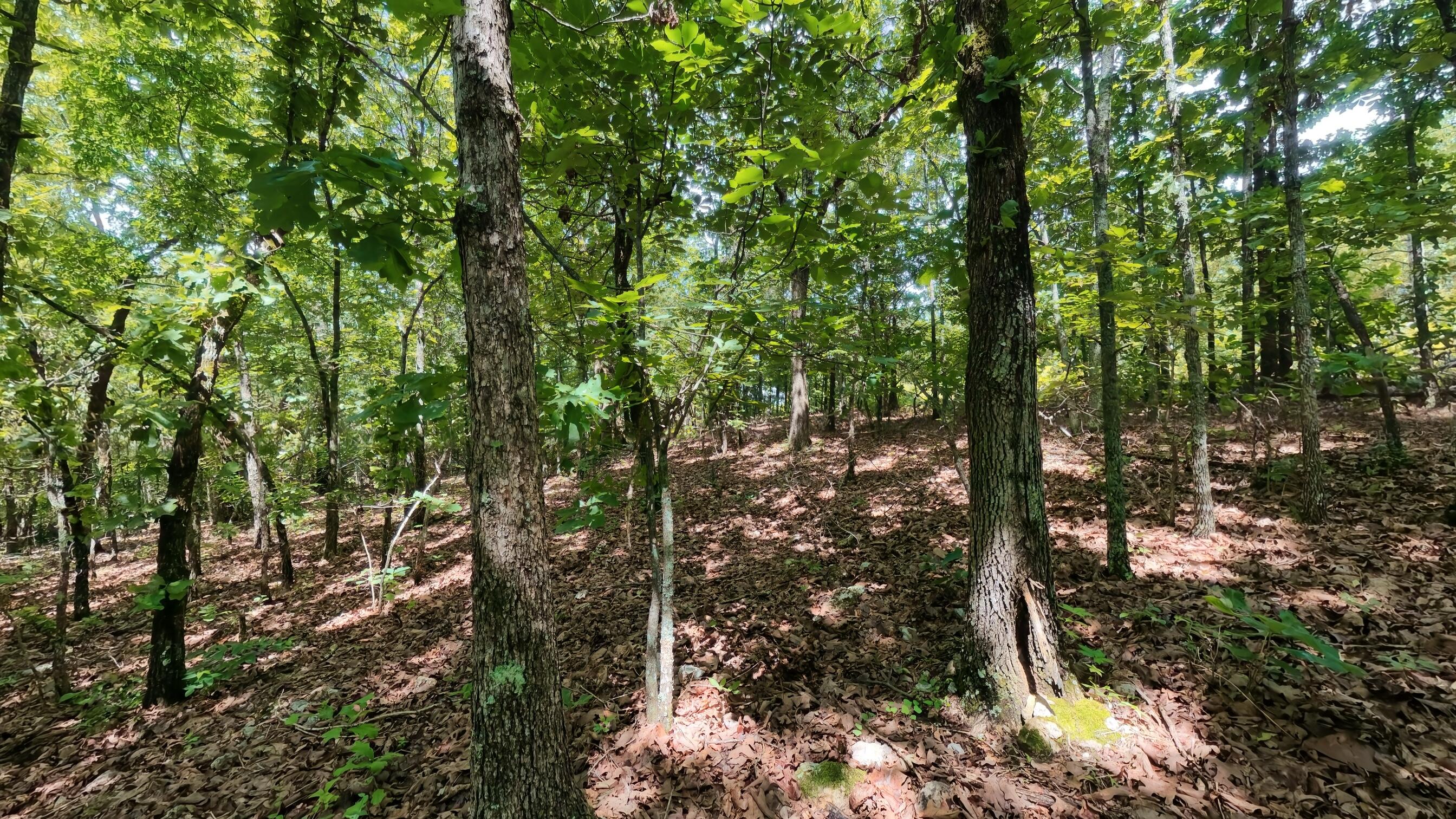 0 Ridgehaven Road Mammoth Spring, AR 72554 - Photo 5 of 23 10 acres010