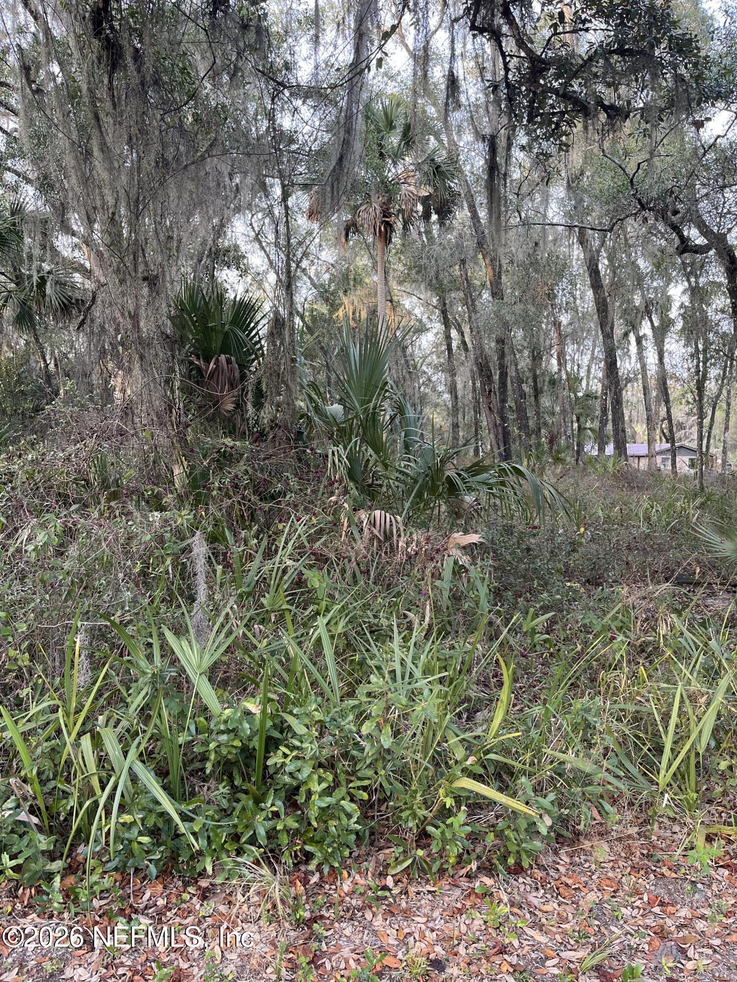 1024 Elm Street Welaka, FL 32193 - Photo 3 of 3 a view of a forest with a tree