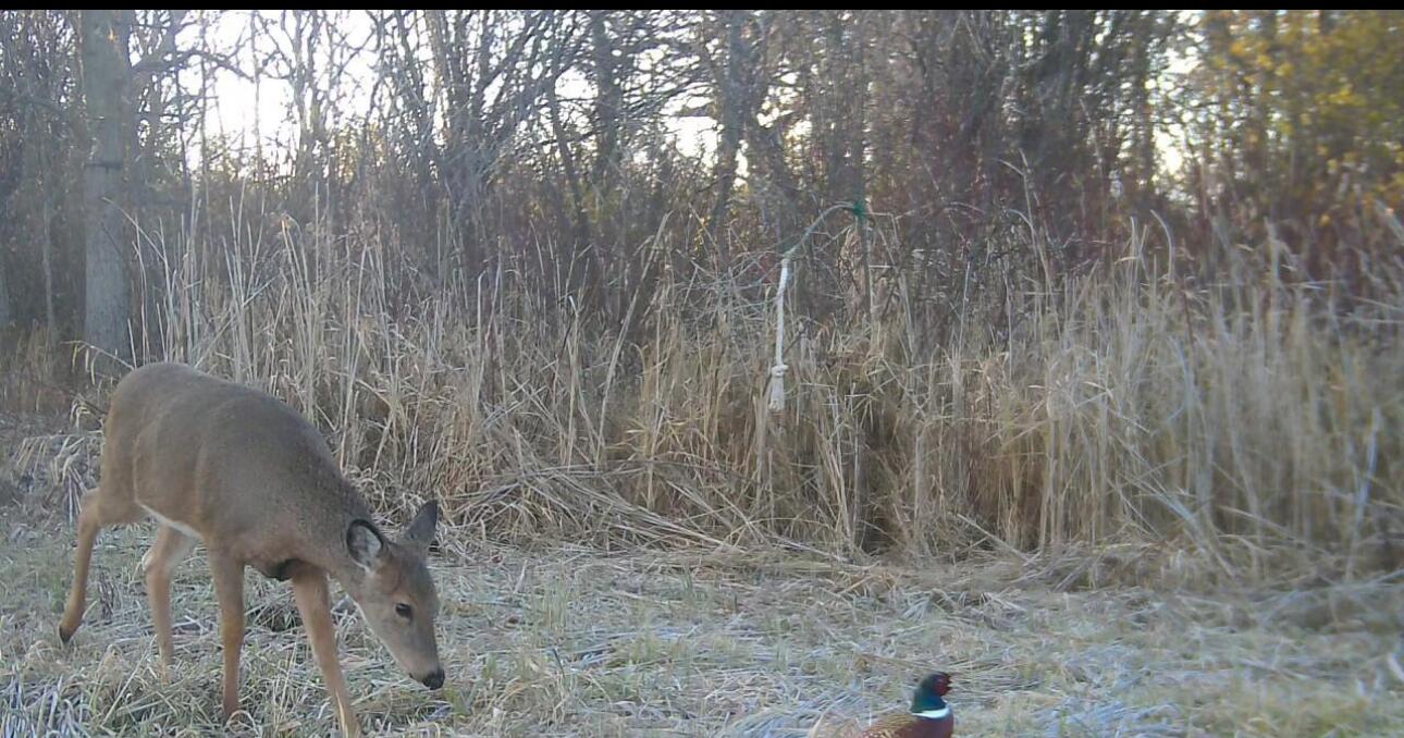 N7026 County DD Spring Prairie, WI 53105 - Photo 29 of 39 Seller trail cam photo on property