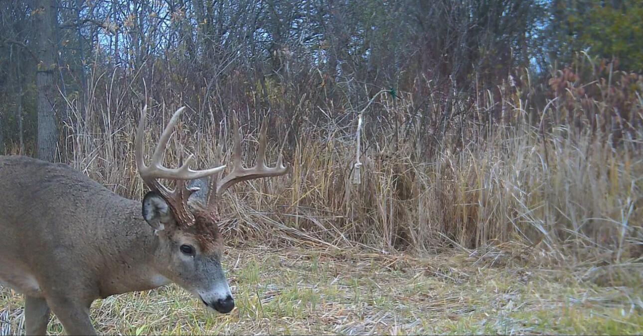 N7026 County DD Spring Prairie, WI 53105 - Photo 30 of 39 Seller trail cam photo on property