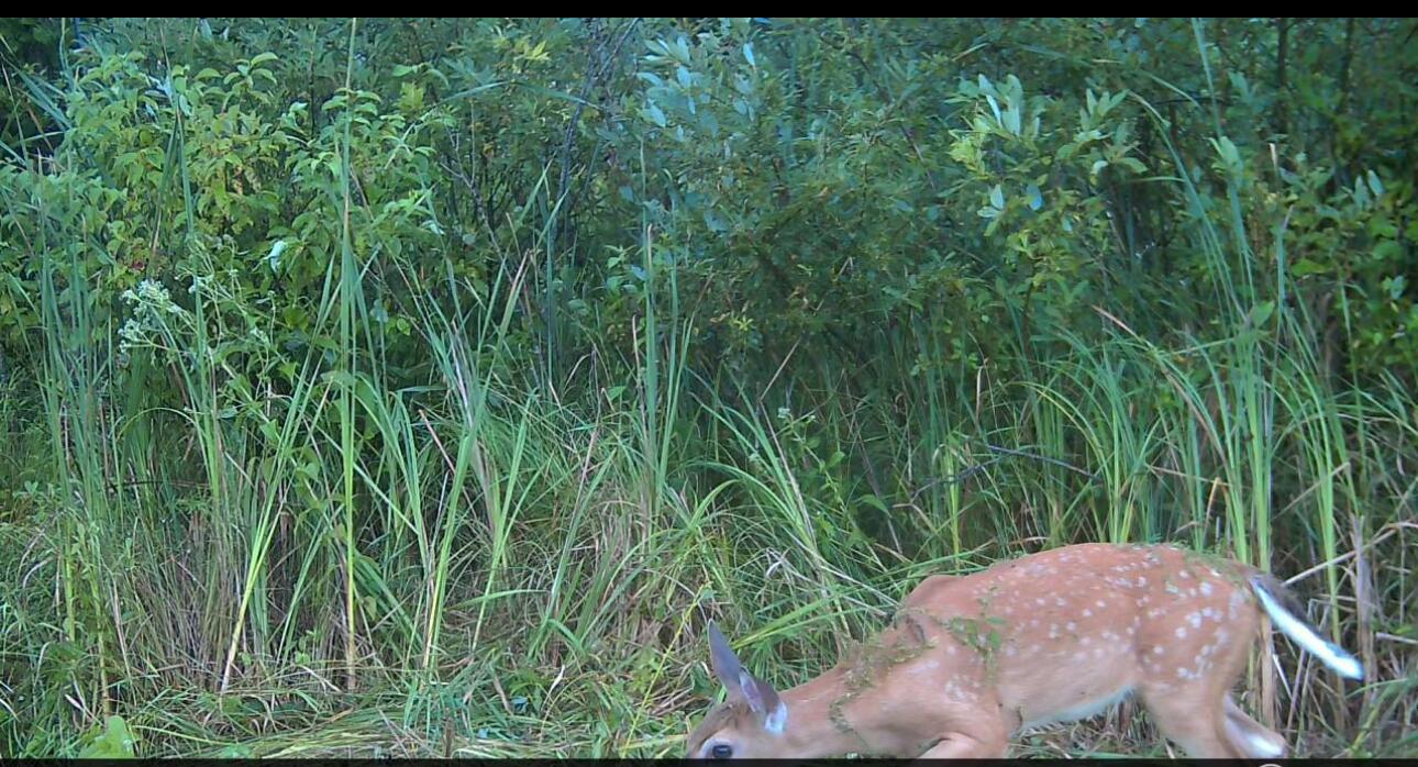 N7026 County DD Spring Prairie, WI 53105 - Photo 31 of 39 Seller trail cam photo on property