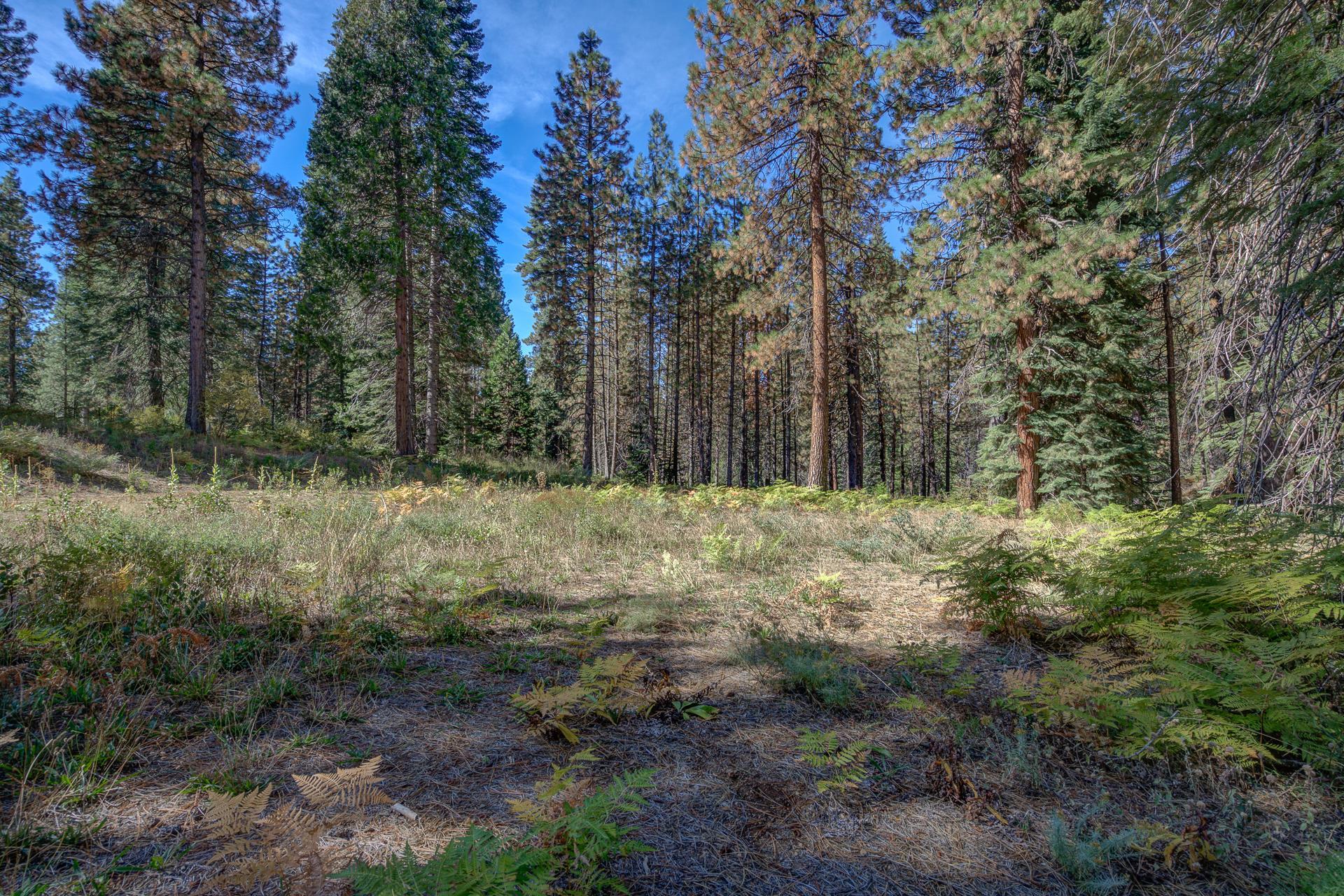 136 Timber Country Ranch Road McCloud, CA 96057 - Photo 32 of 37 Gallery Image 32