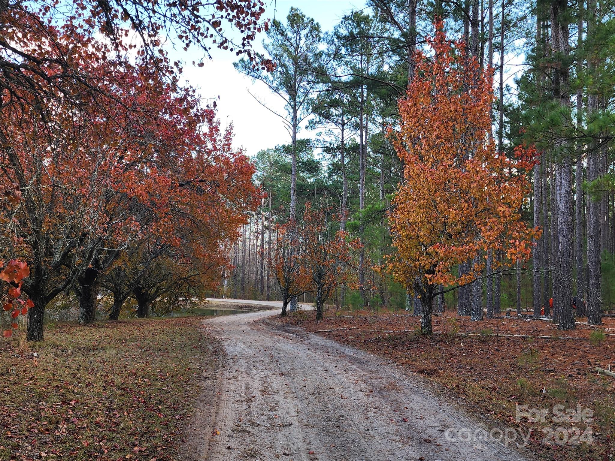 4243 Steen Road Mount Croghan, SC 29727 - Photo 12 of 48