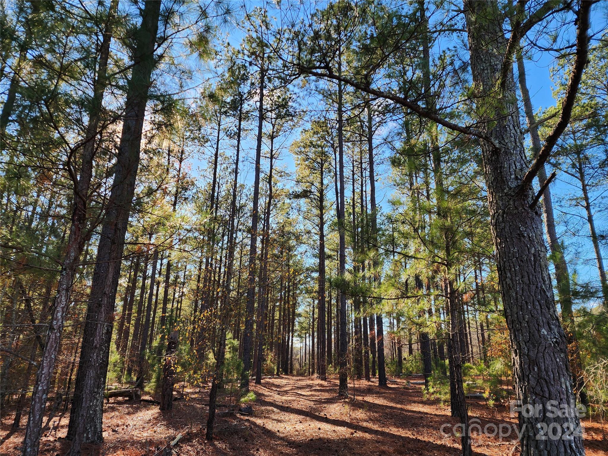4243 Steen Road Mount Croghan, SC 29727 - Photo 41 of 48