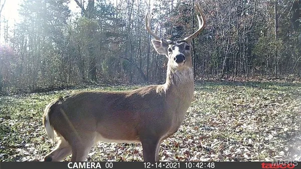 $59,000 | 2 Bobwhite Lane, Fairdealing, MO 63939