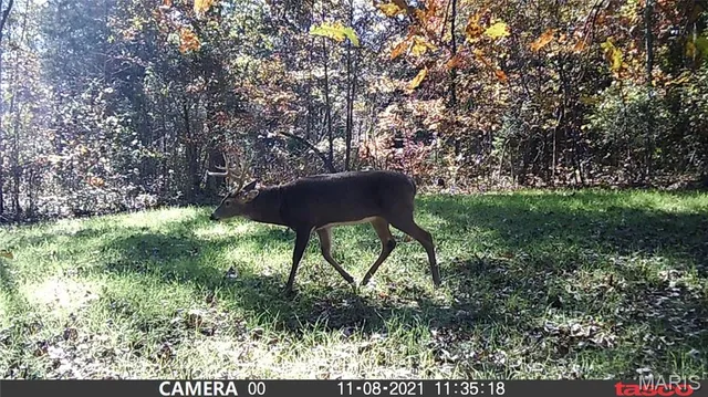 $59,000 | 2 Bobwhite Lane, Fairdealing, MO 63939