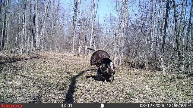 $59,000 | 2 Bobwhite Lane, Fairdealing, MO 63939