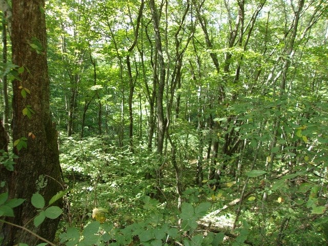 Tbd Big Ridge Road Elk Creek, VA 24326 - Photo 7 of 7 Gallery Image 7