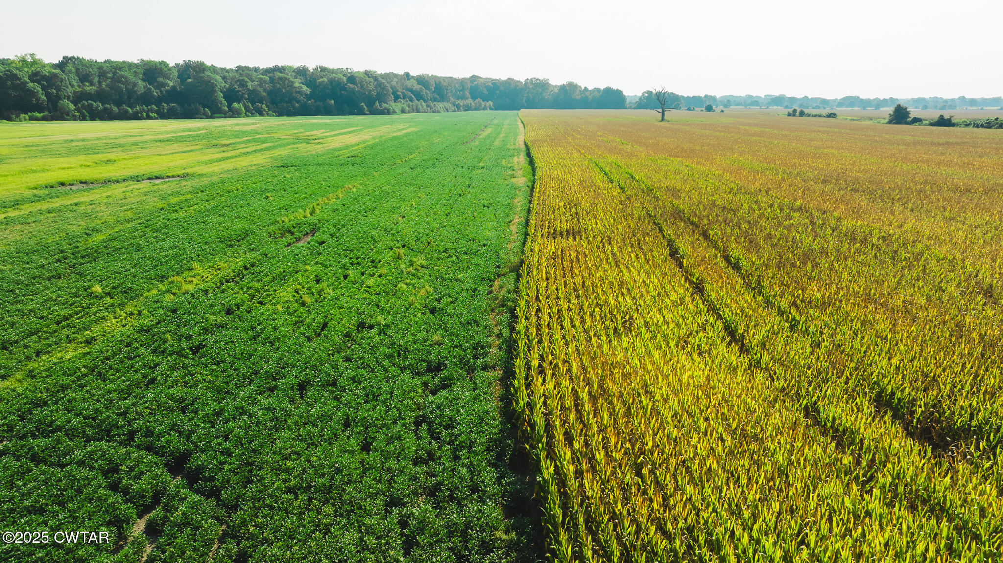 0 Burrell Lane Friendship, TN 38034 - Photo 15 of 25 a view of an ocean and beach