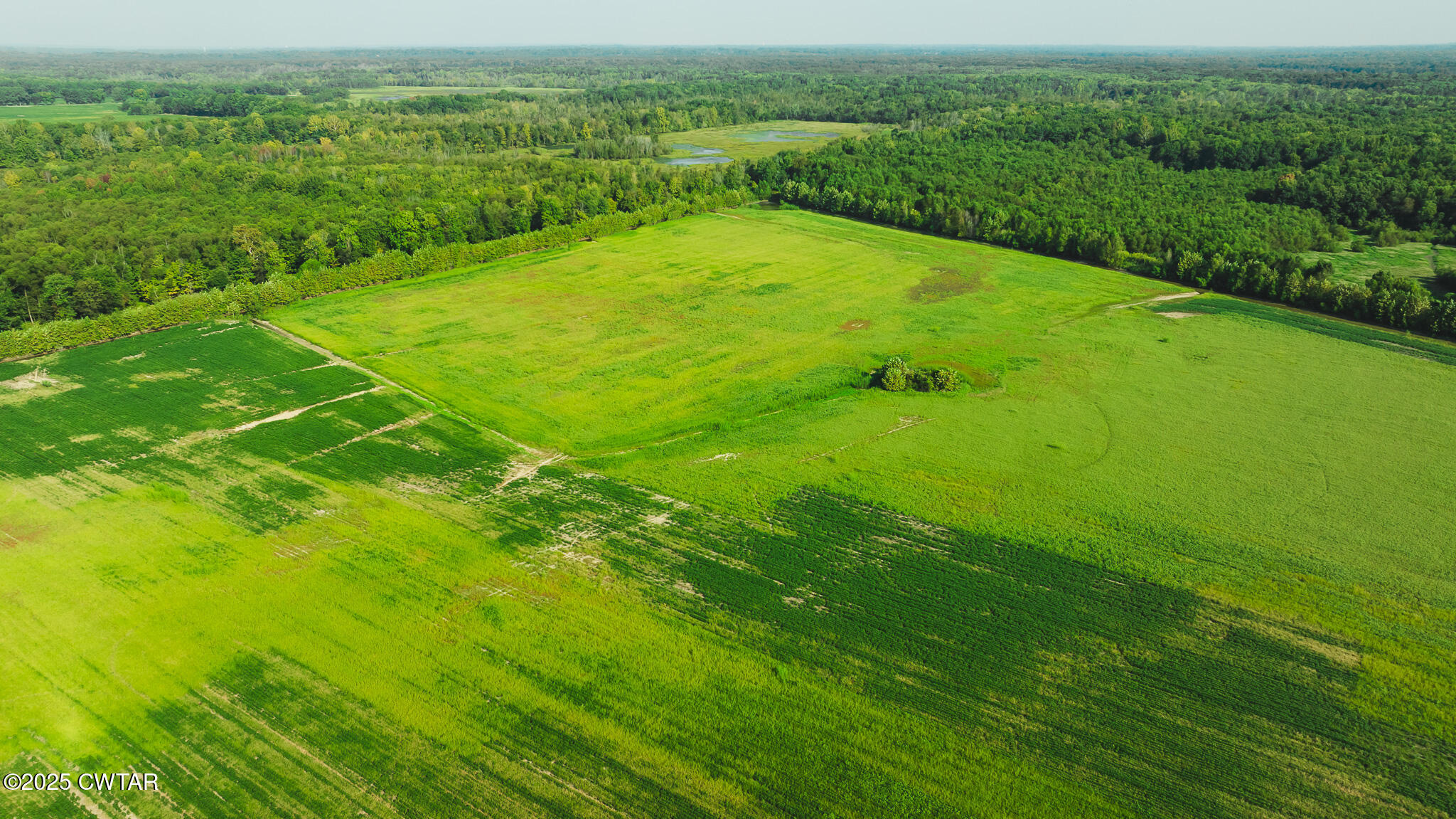 0 Burrell Lane Friendship, TN 38034 - Photo 16 of 25 a view of a field with plants