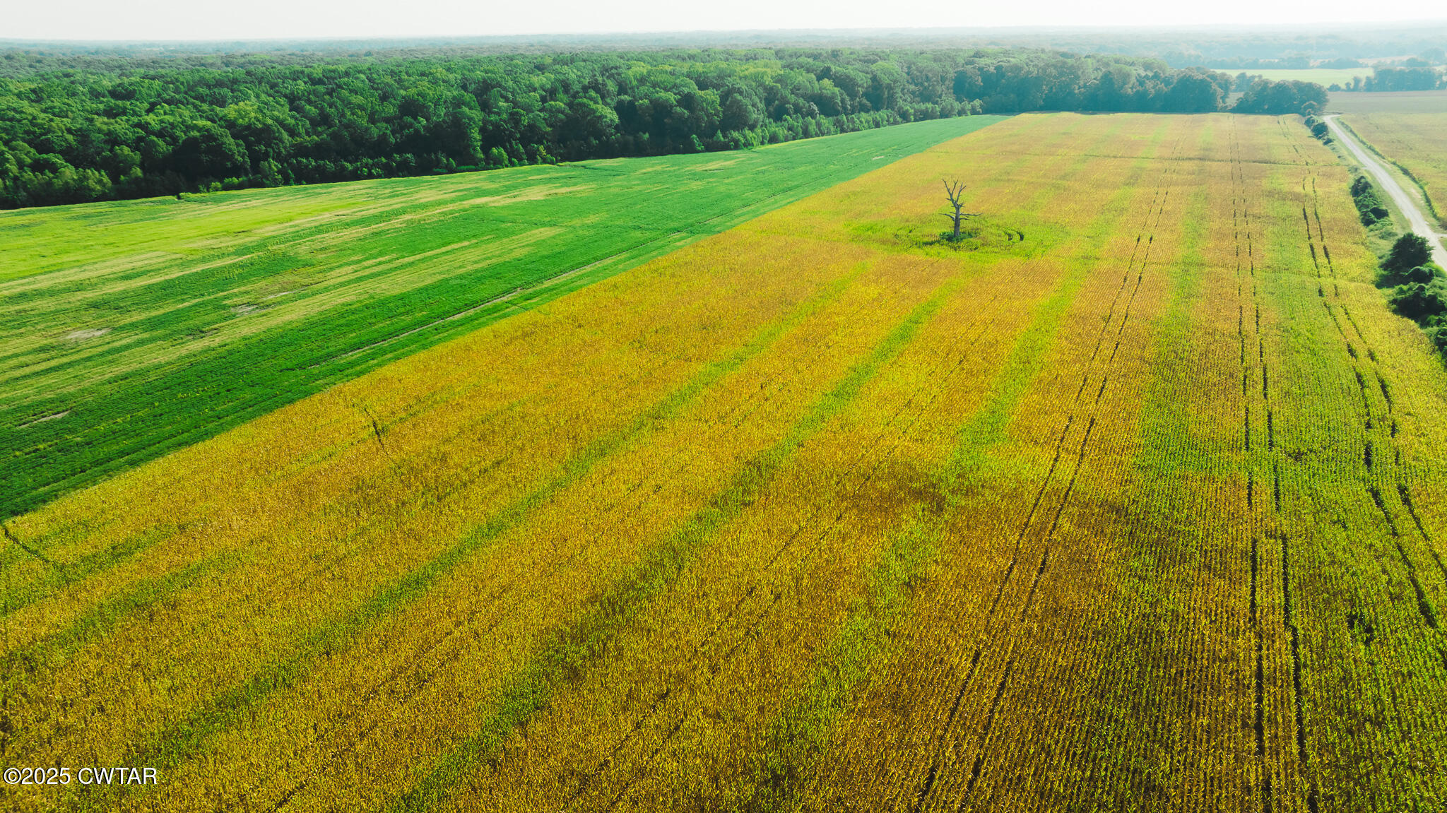 0 Burrell Lane Friendship, TN 38034 - Photo 25 of 25 a view of a large yard with large trees