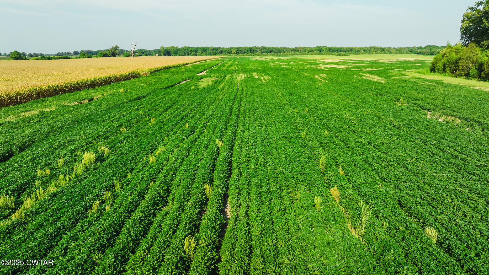 0 Burrell Lane Friendship, TN 38034 - Photo 8 of 25 a view of an outdoor space and a lake view