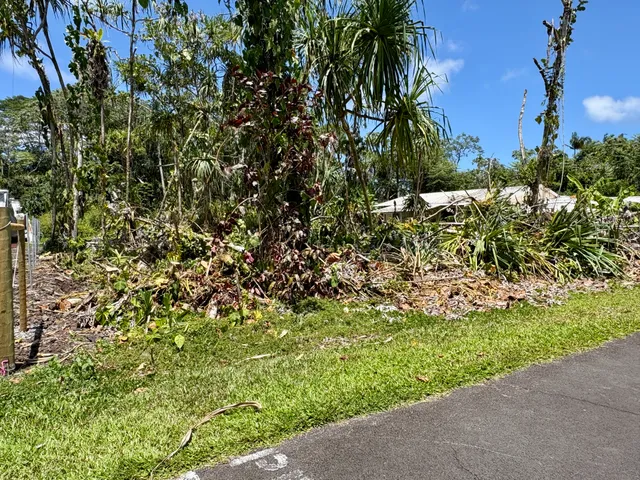 a view of a garden with plants