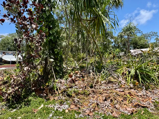 a view of a plant in a garden
