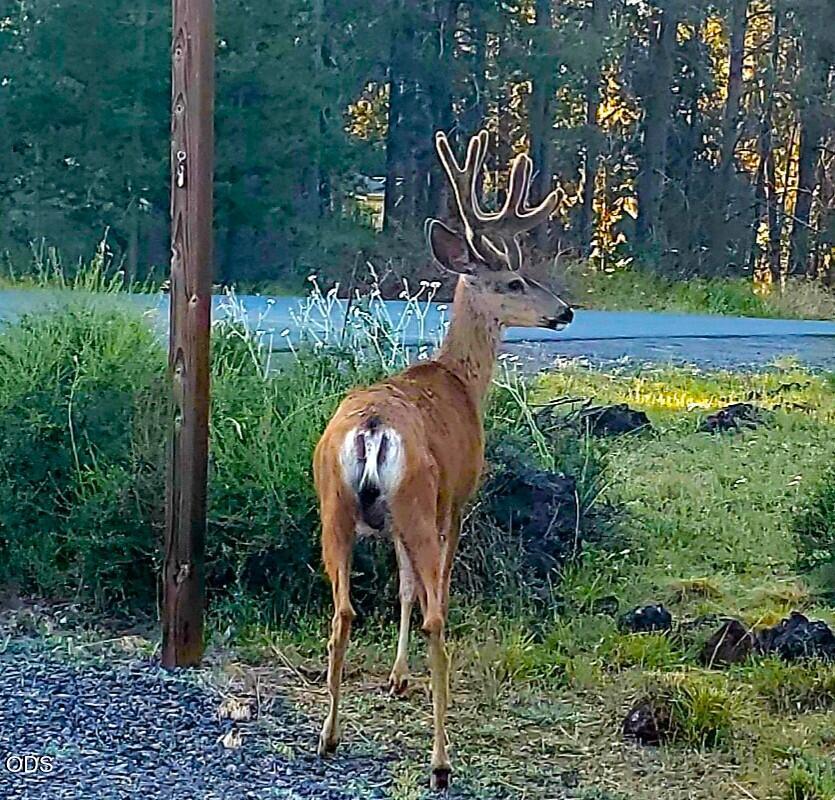 55618 Snow Goose Road Bend, OR 97707 - Photo 18 of 21 Gallery Image 18