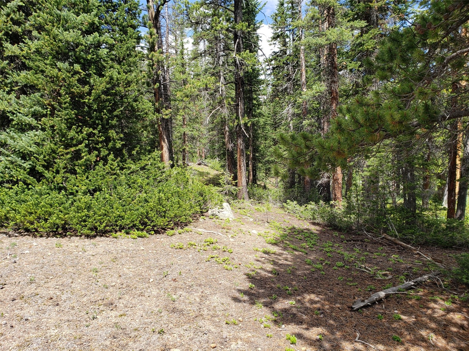 585 Porcupine Road Fairplay, CO 80440 - Photo 2 of 12 a view of a yard with plants and trees