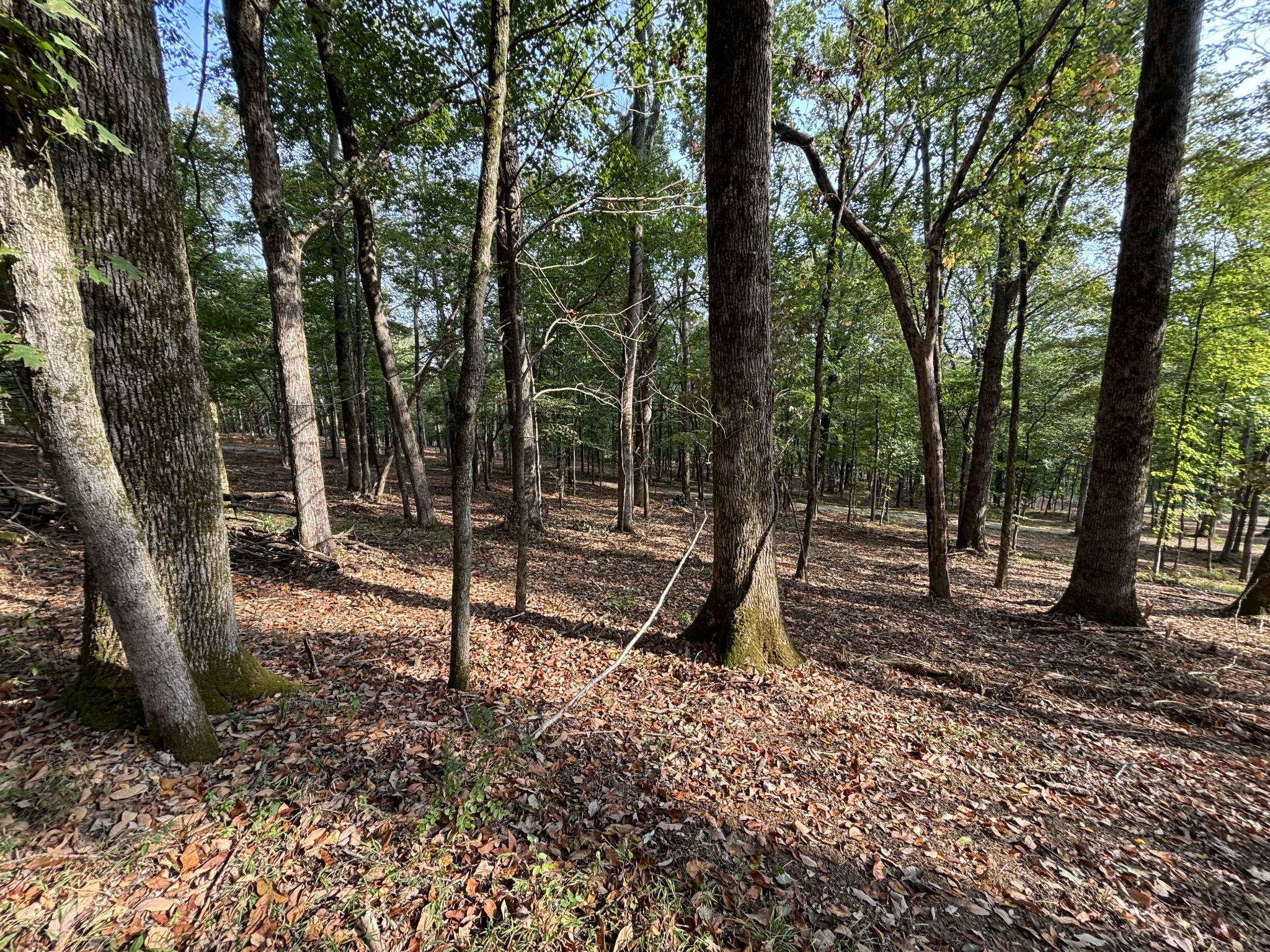 2183 Highway 25 Cottontown, TN 37048 - Photo 3 of 9 a backyard of a house with lots of green space