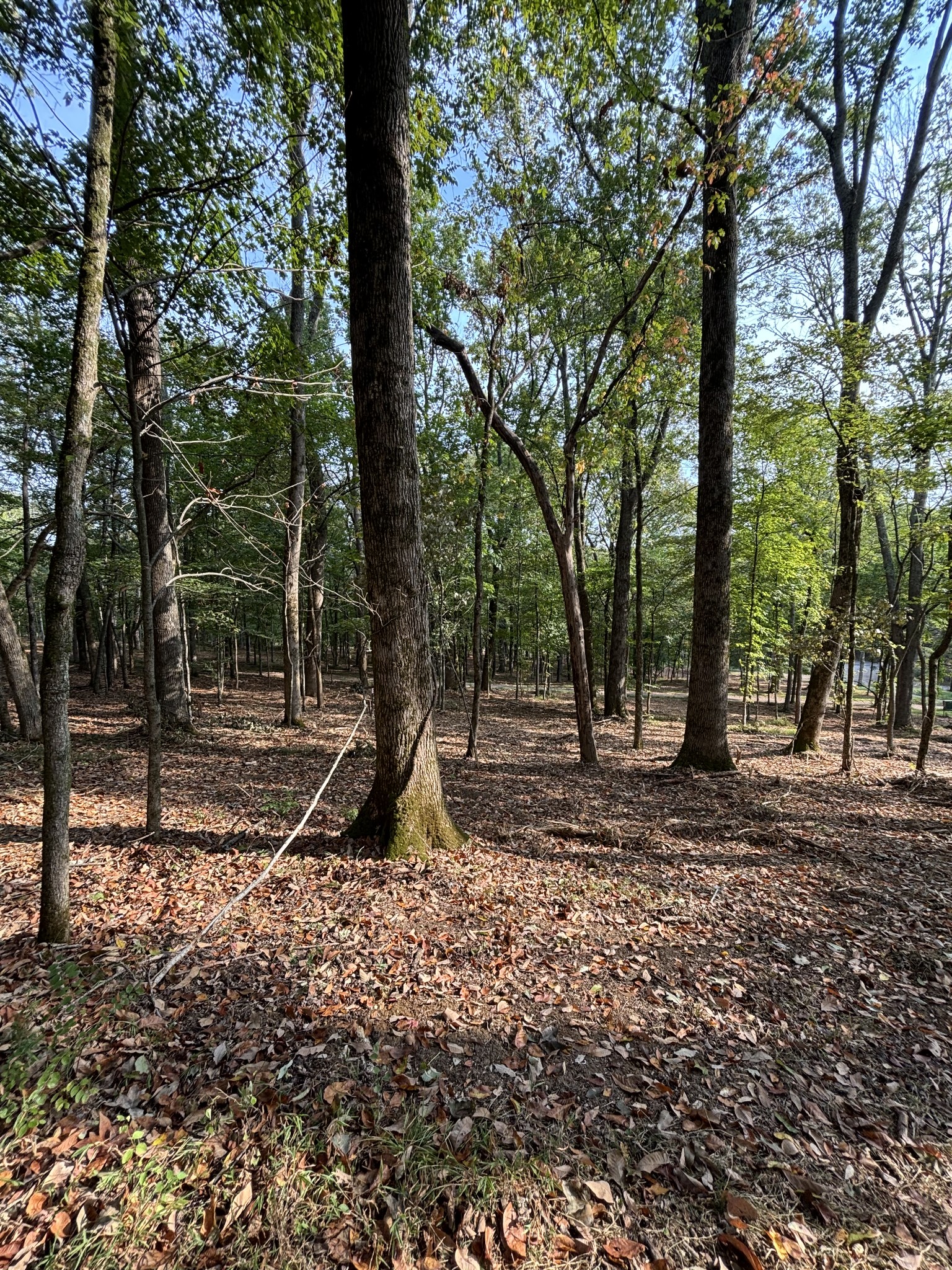 2183 Highway 25 Cottontown, TN 37048 - Photo 4 of 9 a backyard of a house with lots of green space