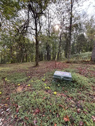 a view of a backyard with large trees