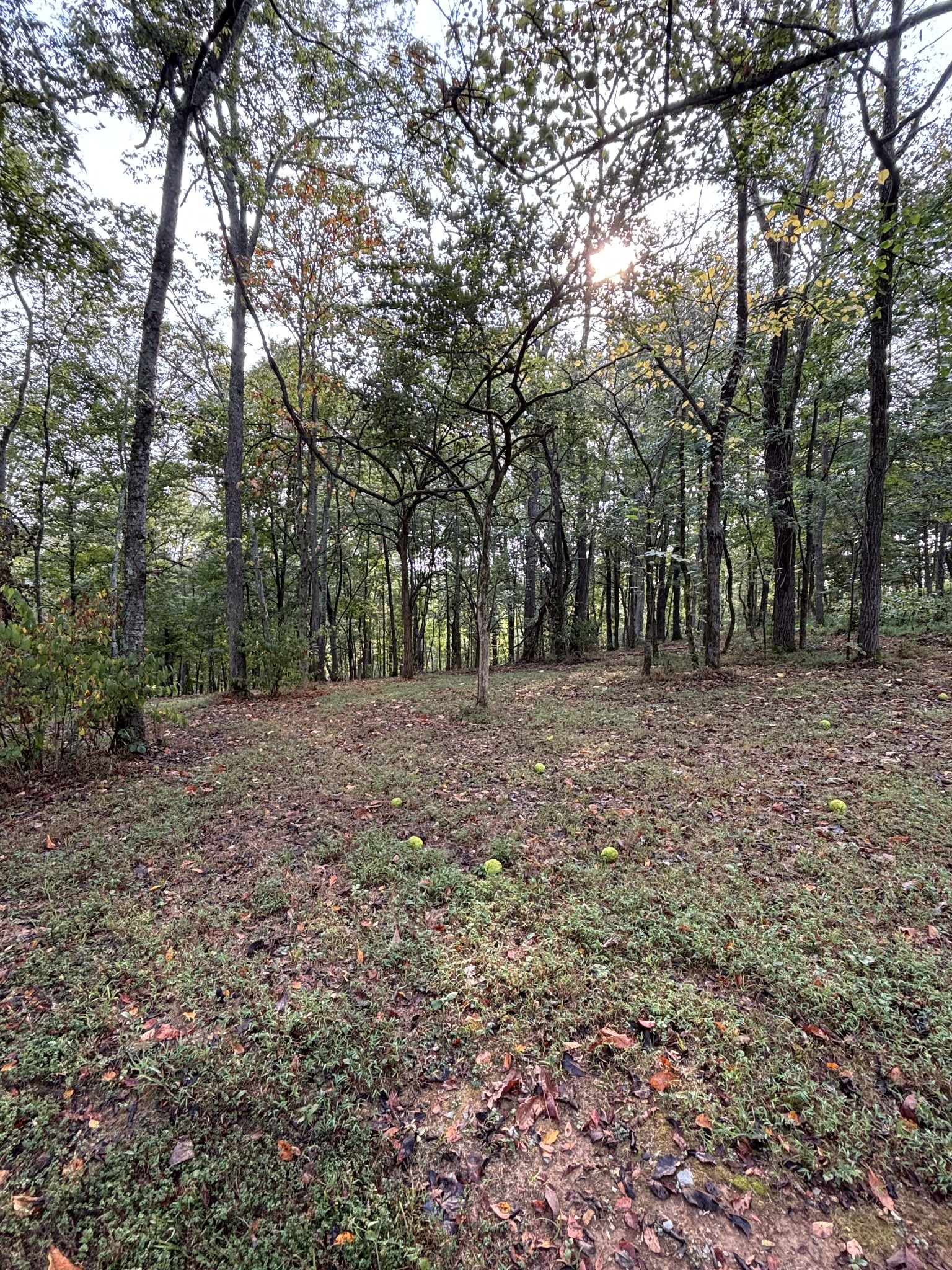 2183 Highway 25 Cottontown, TN 37048 - Photo 8 of 9 a view of empty room with large trees