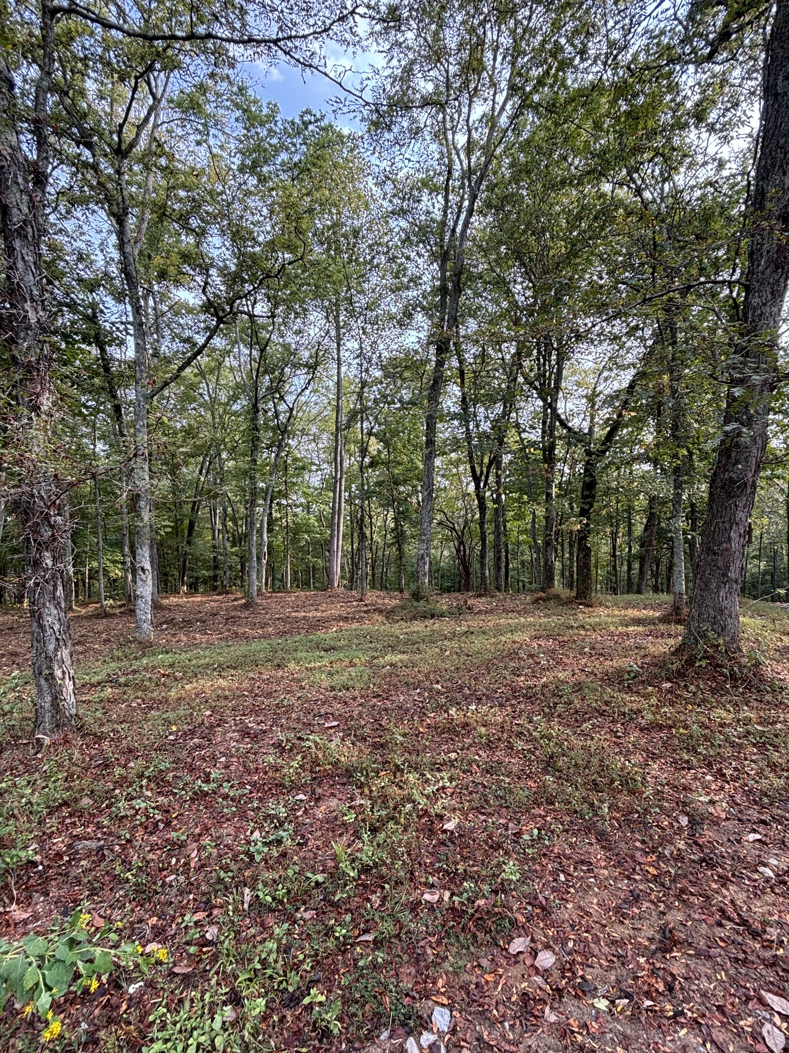 2183 Highway 25 Cottontown, TN 37048 - Photo 9 of 9 a view of outdoor space with trees