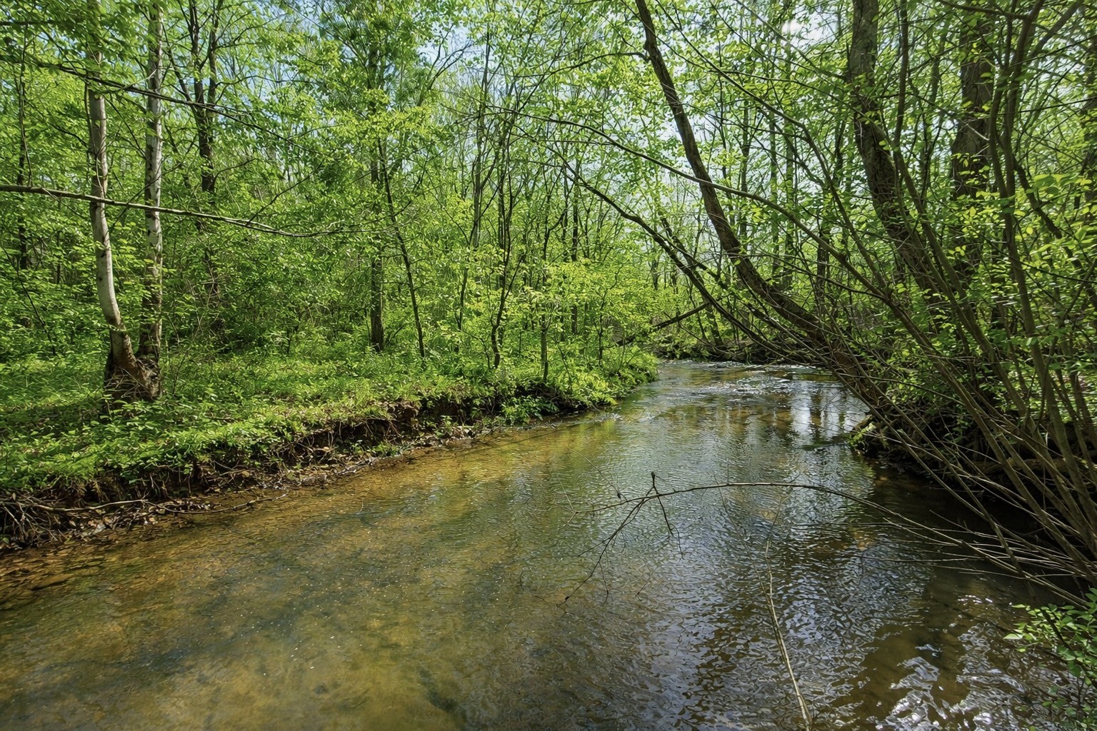 2705 Johnson Branch Road Leoma, TN 38468 - Photo 12 of 16 a view of water pond with green space