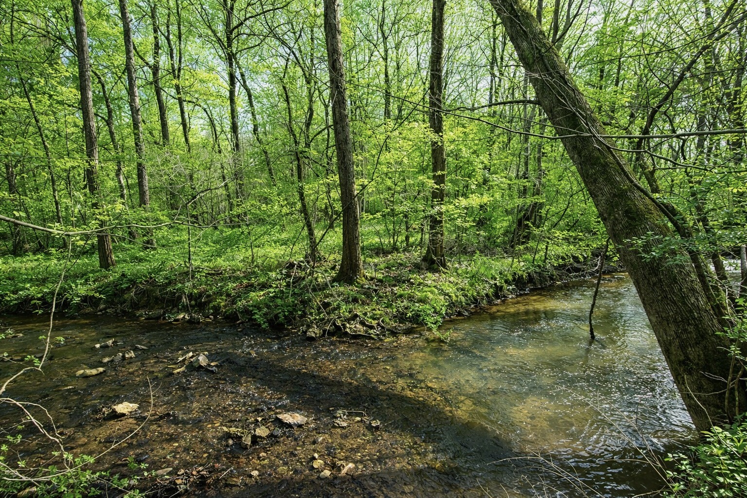 2705 Johnson Branch Road Leoma, TN 38468 - Photo 13 of 16 a backyard of a house with lots of green space