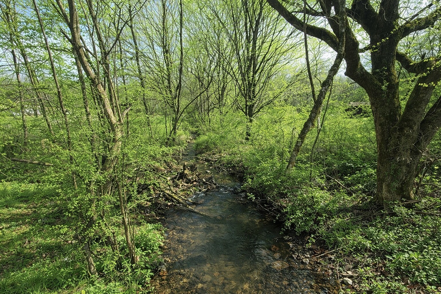 2705 Johnson Branch Road Leoma, TN 38468 - Photo 16 of 16 a view of a garden
