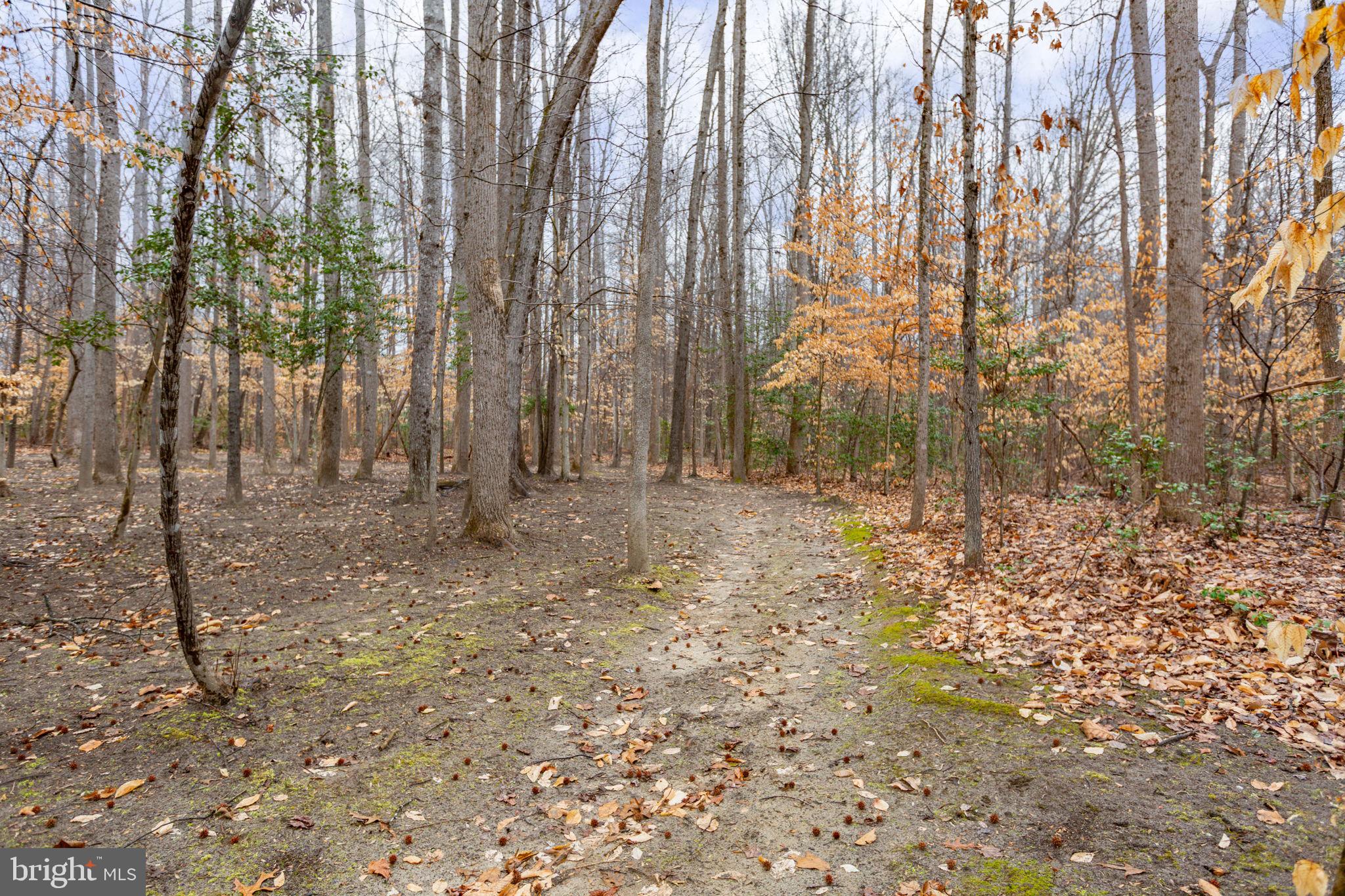 10721 Colbys Lane King George, VA 22485 - Photo 45 of 50 a view of backyard with green space