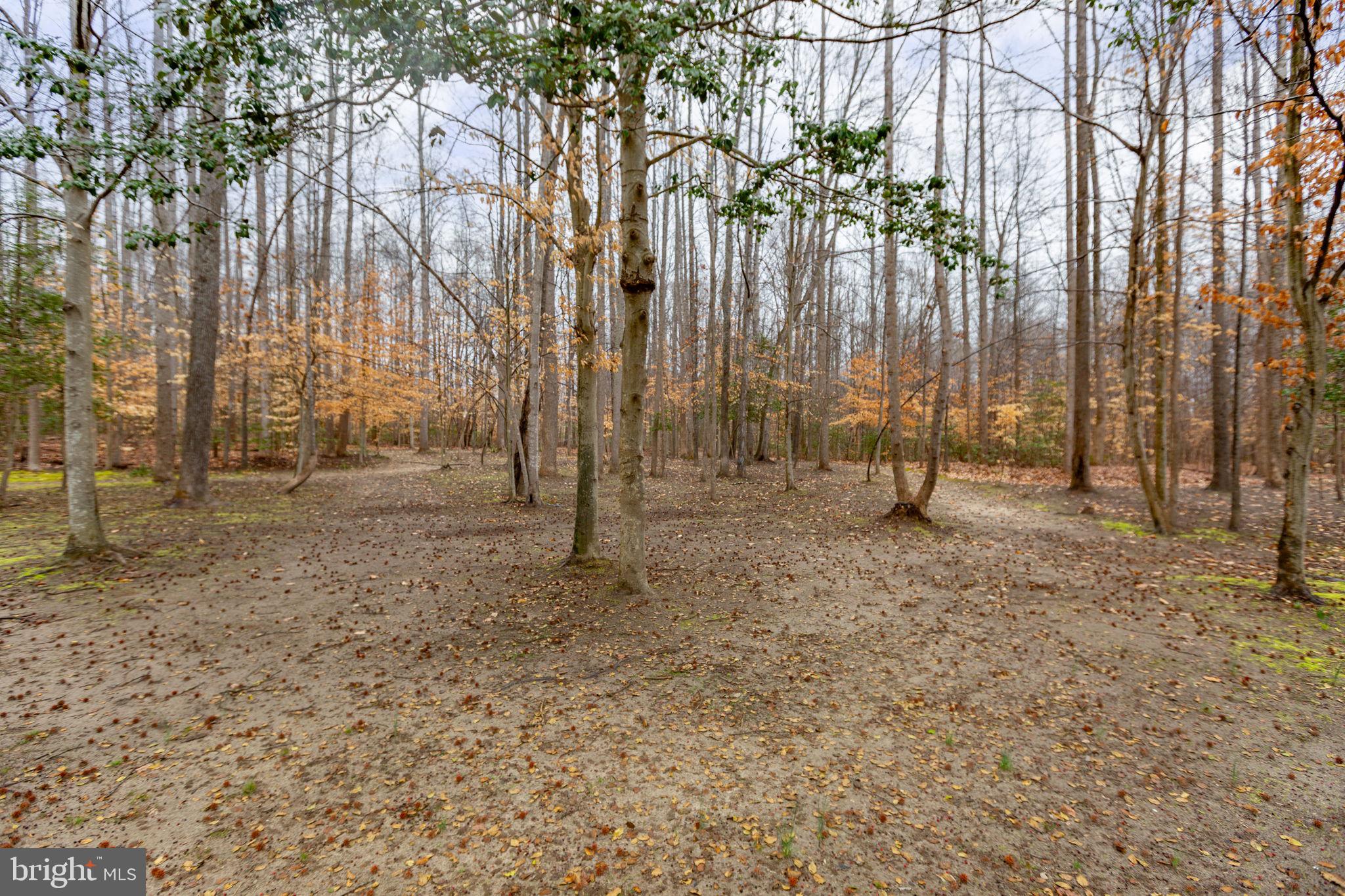 10721 Colbys Lane King George, VA 22485 - Photo 46 of 50 a backyard of a house with lots of trees