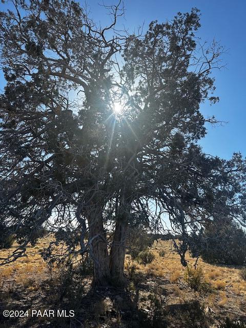 234- Brothers Road Seligman, AZ 86337 - Photo 2 of 10 a view of a tree in a yard