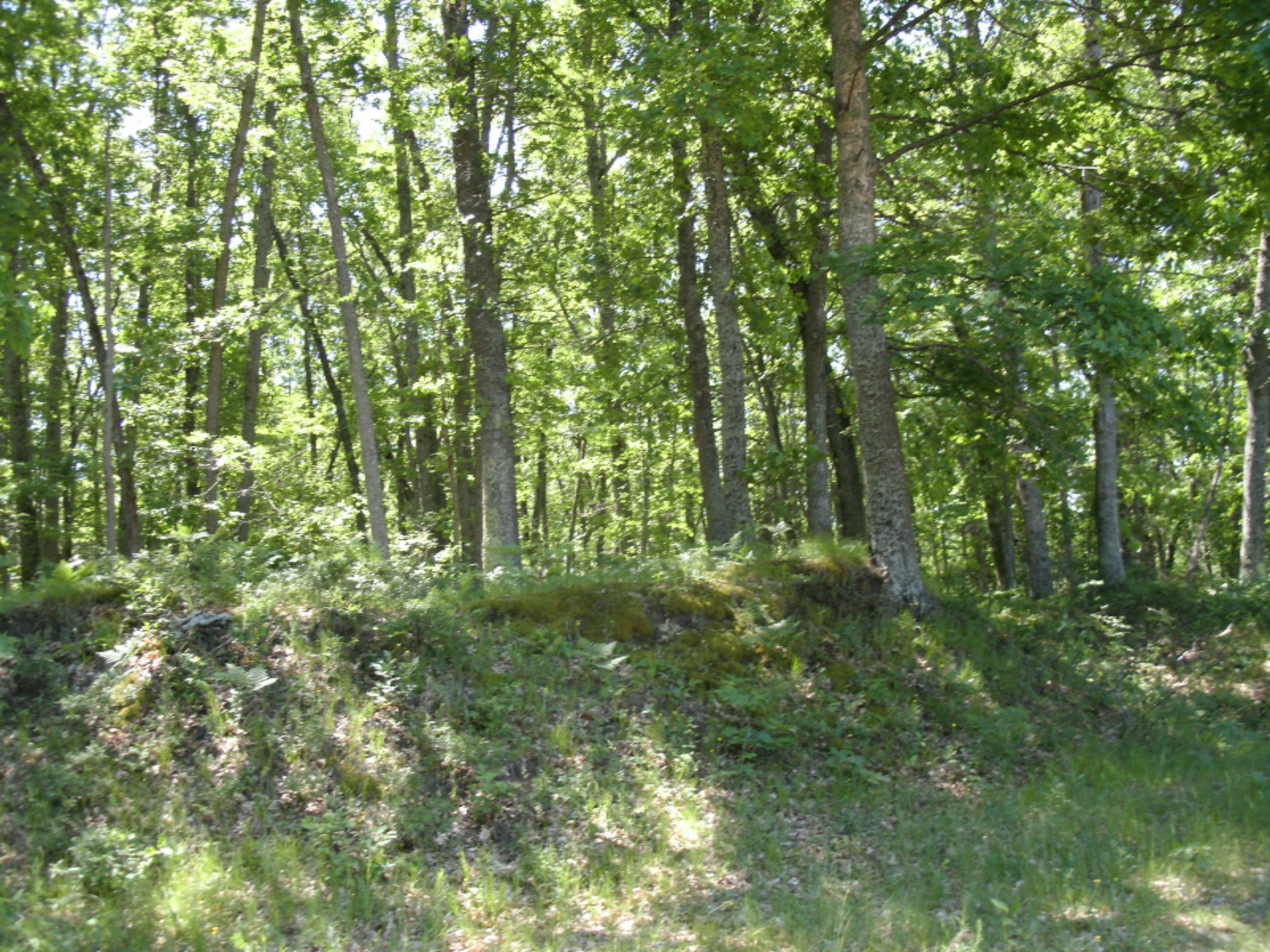 7520 North Mac Road Irons, MI 49644 - Photo 8 of 11 GEDC0008